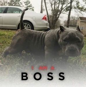 Meet your Posher, Trey